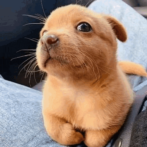 Dog Cute GIF