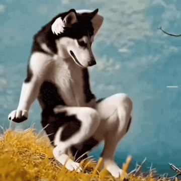 Dog Dance Husky Dance Gif