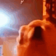 Dog Dance Night Club GIF