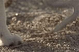 Dog Eats Snake GIF