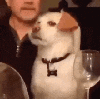 Dog Eye Roll GIF