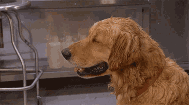 Dog Sweating GIF