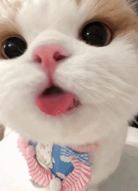 Drooling Kitty Cute Kitty GIF
