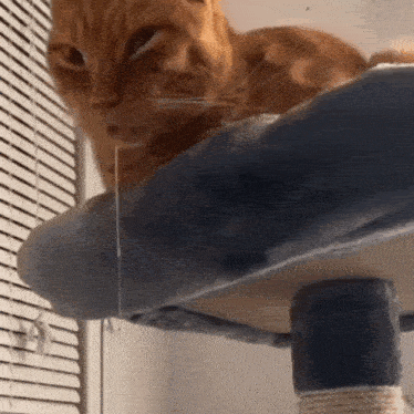 Drooling Meme GIF
