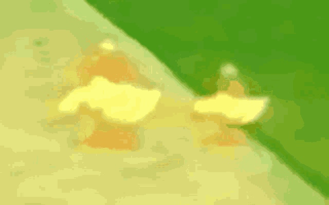 Duck Dancing  GIF
