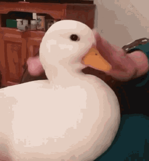 Duck GIF