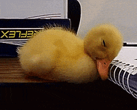 Duckling GIF