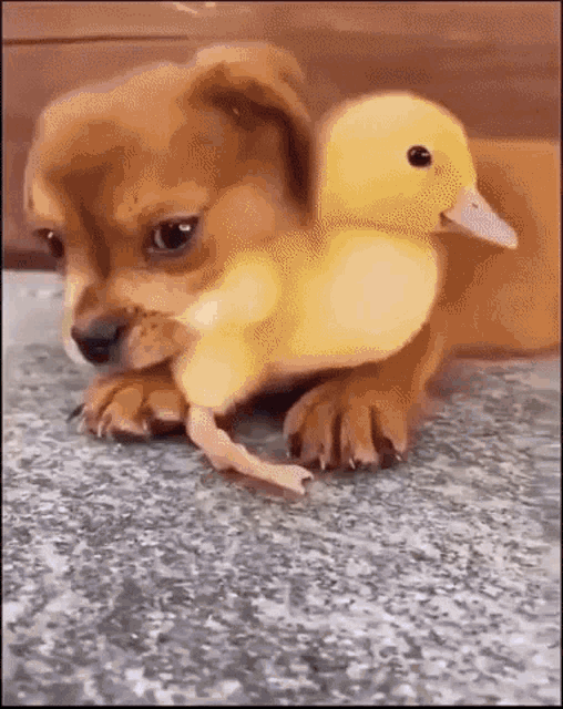 Ducky Puppy GIF