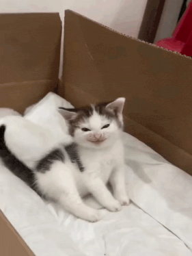 Electra Yuki Evil Smile GIF