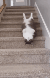 Fall Down Stairs Gif