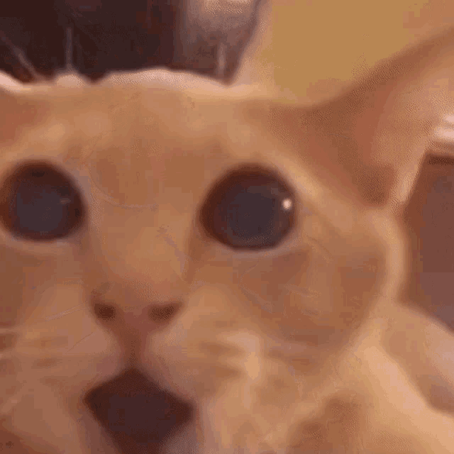 Fart GIF