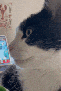 Fleetfoot Cat GIF