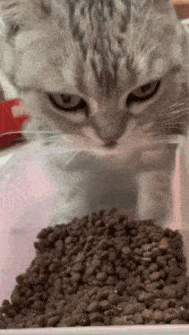Food GIF
