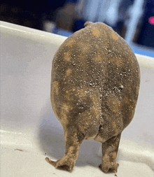 Frog Butt Meme GIF