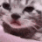 Gato GIF