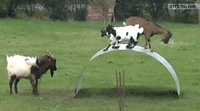 Goat GIF