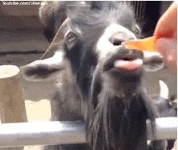 Goat Licking GIF