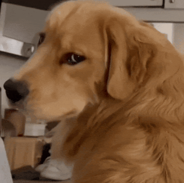 Golden Retriever GIF