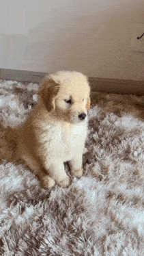 Golden Retriever Puppy GIF