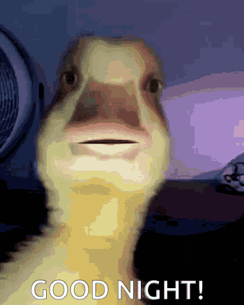 Good Night Duck GIF