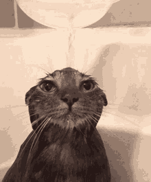 Gooning Cat GIF