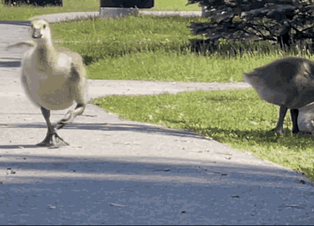 Goose GIF