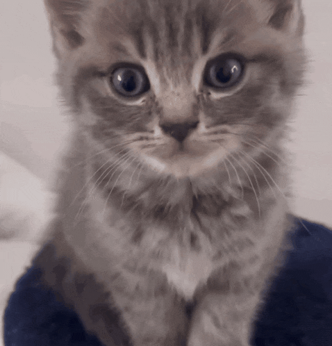 Grey Cat GIF