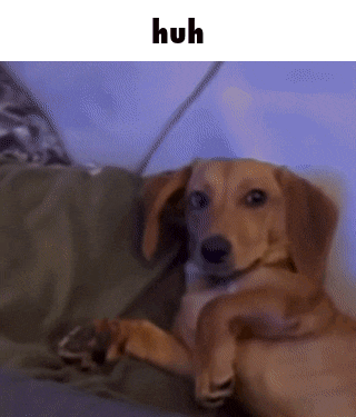 Huh Excuse Me GIF