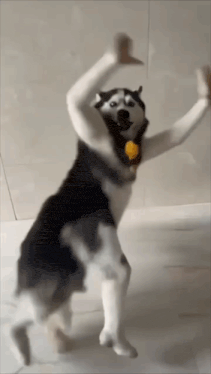 Husky Dance GIF