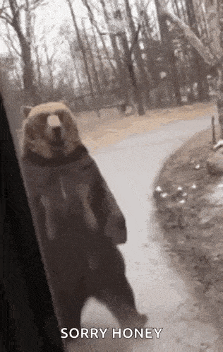 Kaden Bear GIF