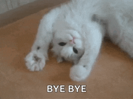 Kitty High Kitten GIF