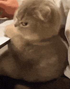 Kitty Stare GIF