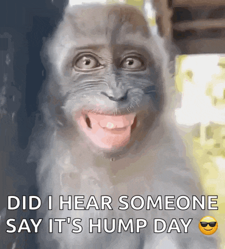 Laughing Monkey GIF