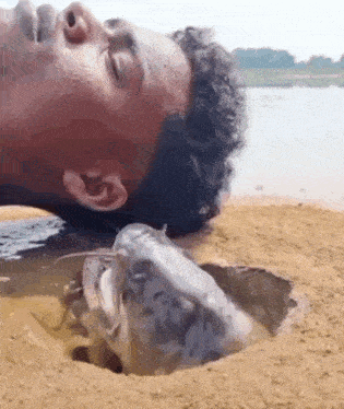 Lingang Guli Guli Catfish GIF