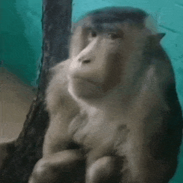 Messady Vikasskorbinka GIF
