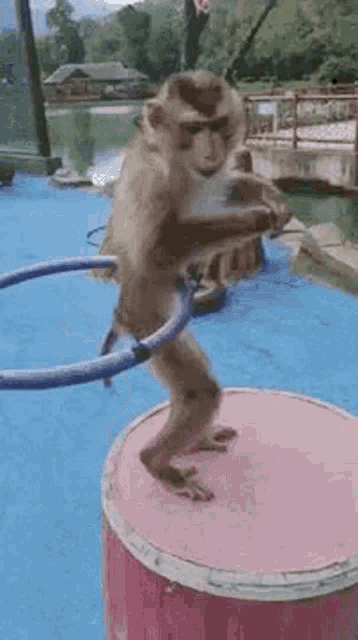 Monkey Artificial Bloom GIF