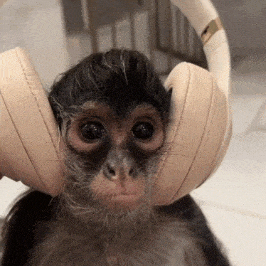 Monkey For Discord GIF