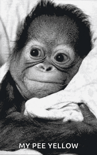 Monkey Looking GIF