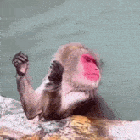 Oceansjonas Monkey Gifs GIF