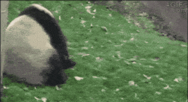 Panda Bear Gif
