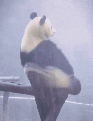 Panda Lonely GIF