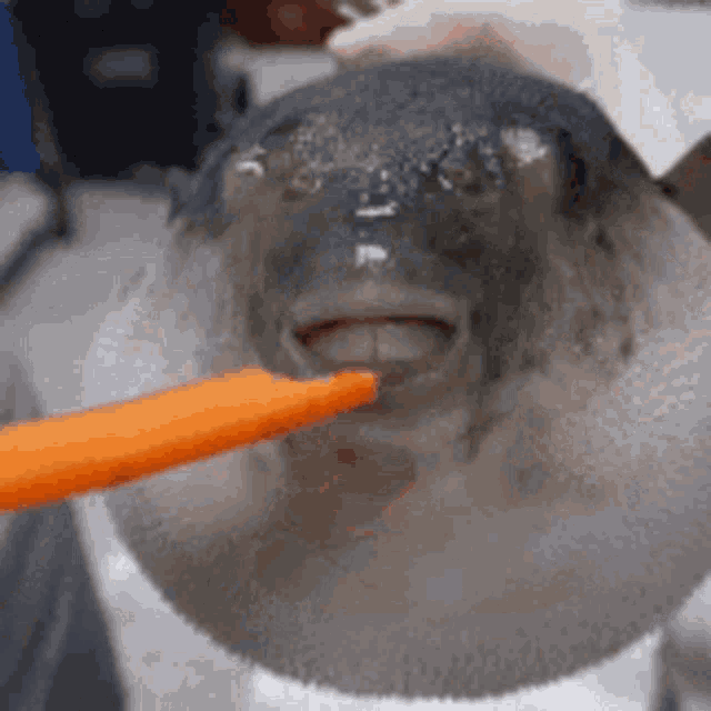 Peixe Cenoura GIF