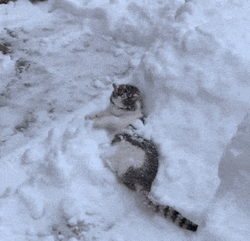 Pets Fun GIF