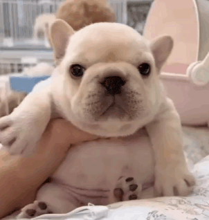 Pibble Cute Dog GIF