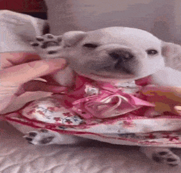 Pibble Dance GIF