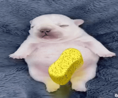 Pibble GIF