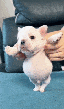 Pibble Meme GIF