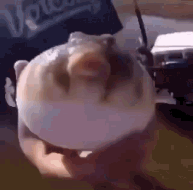 Puffer Fish Eula GIF