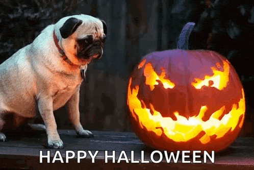 Pug Pumpkin GIF