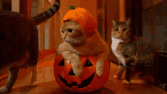 Pumpkin Cats GIF